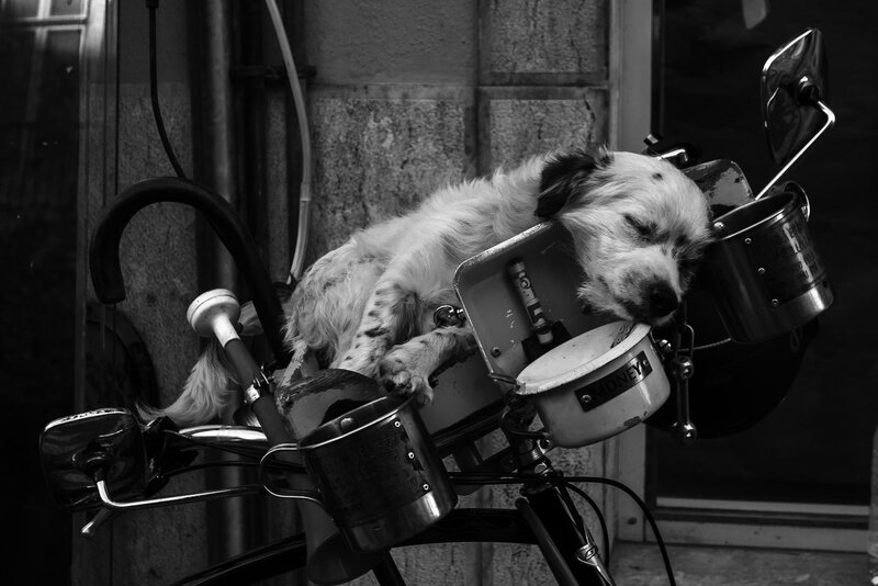 Dog Sleeping on Bike