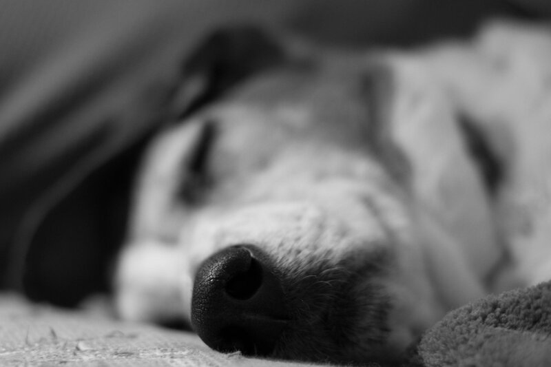 Dog Sleeping on Blanket — Black