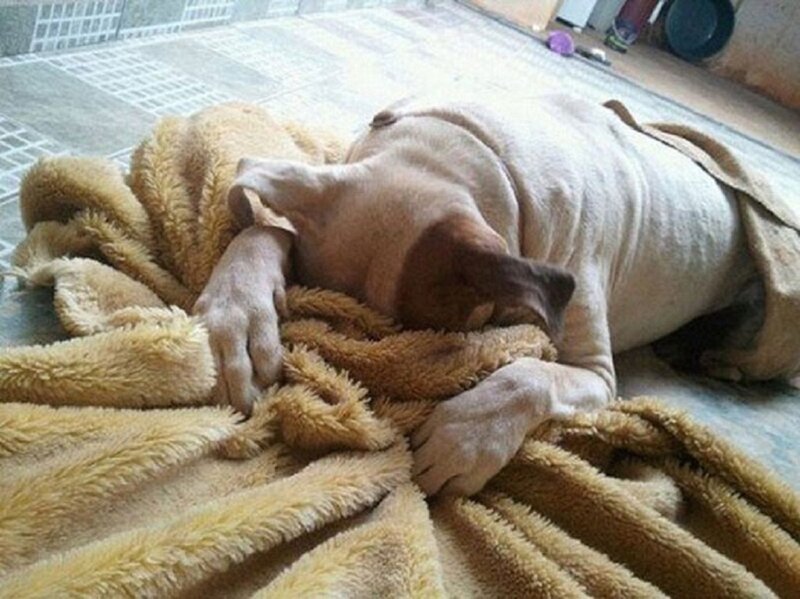 Dog Sleeping on Blanket — Brown