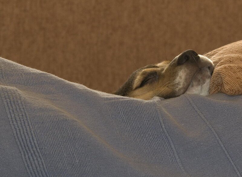 Dog Sleeping on Blanket