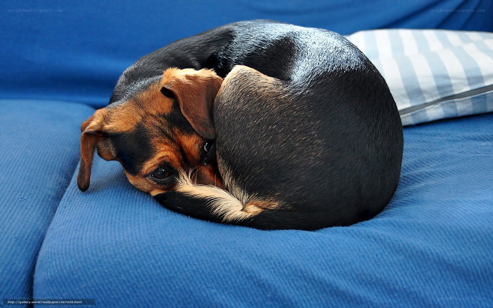 dog sleeping on blue couch