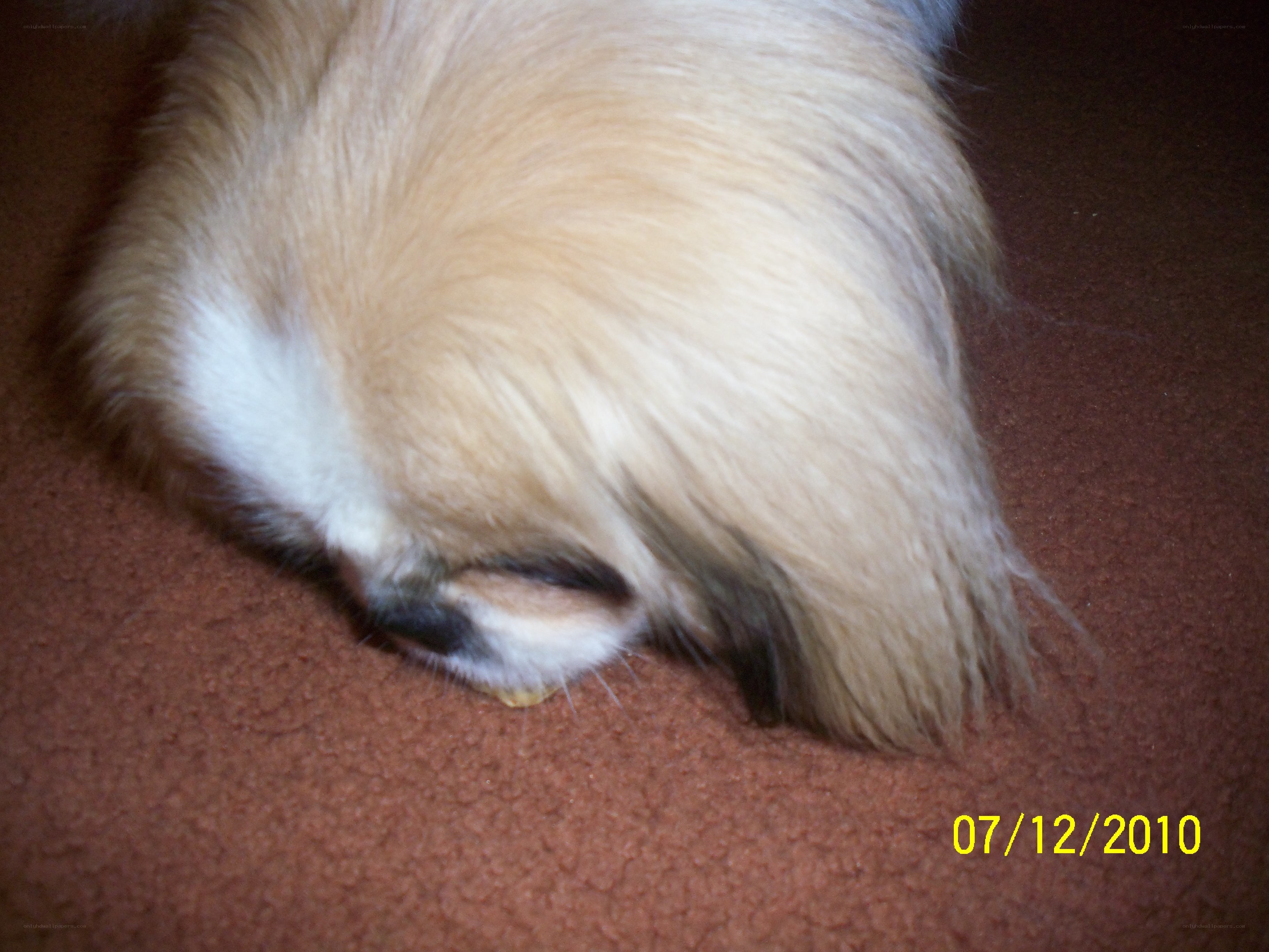 dog sleeping on carpet