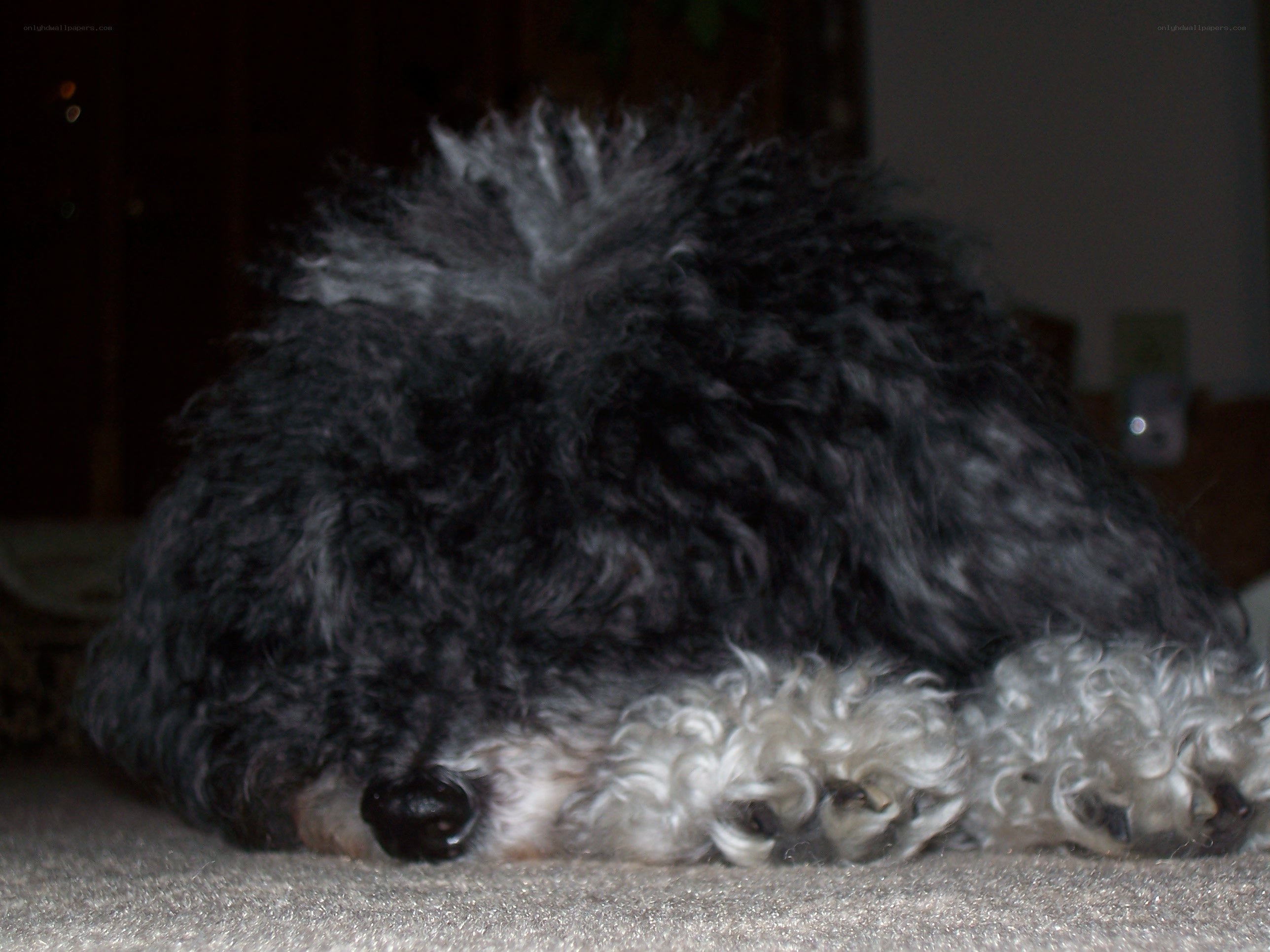 dog sleeping on carpet