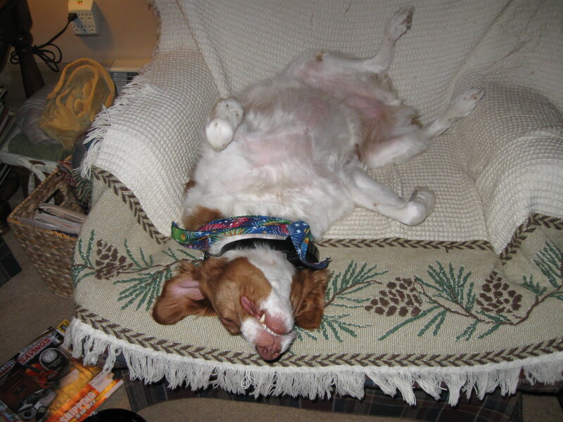 Dog Sleeping on Chair