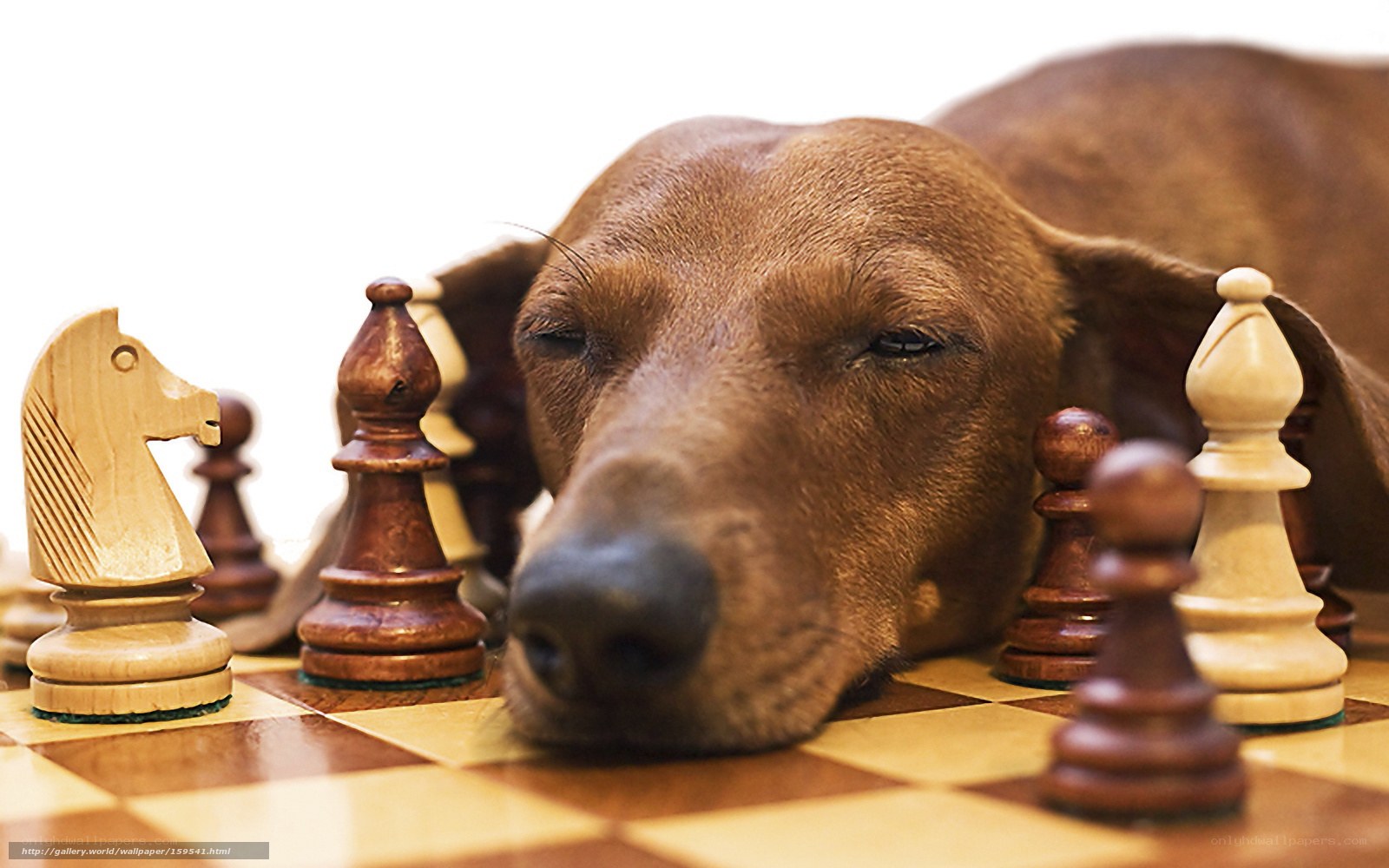 dog sleeping on chessboard
