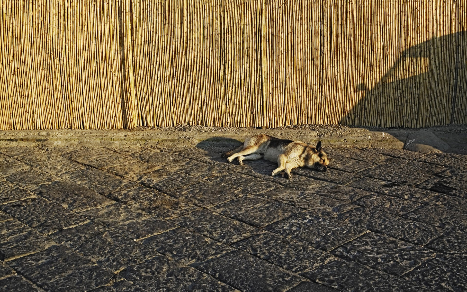 Dog sleeping on cobblestones