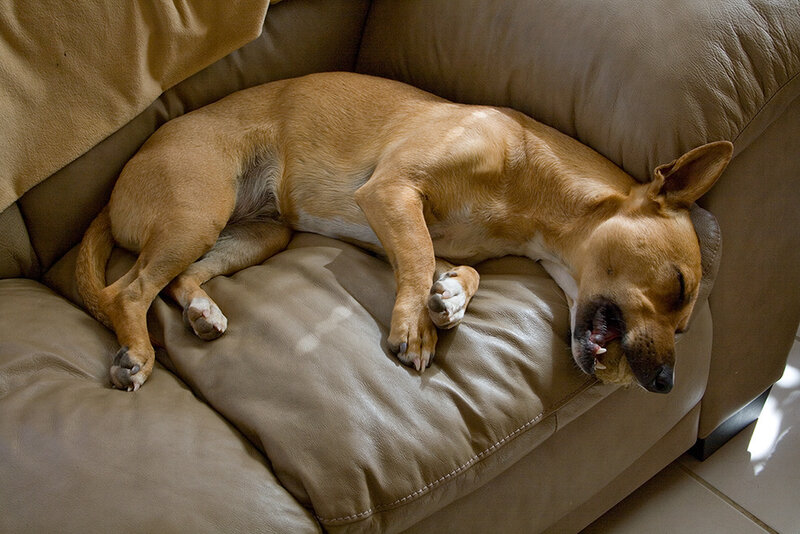 dog sleeping on couch