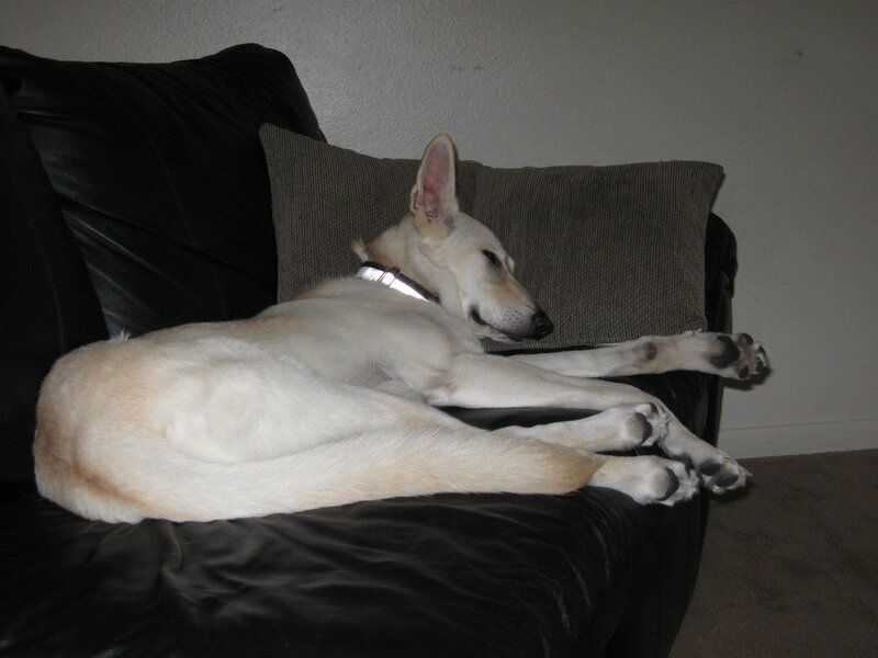 dog sleeping on couch