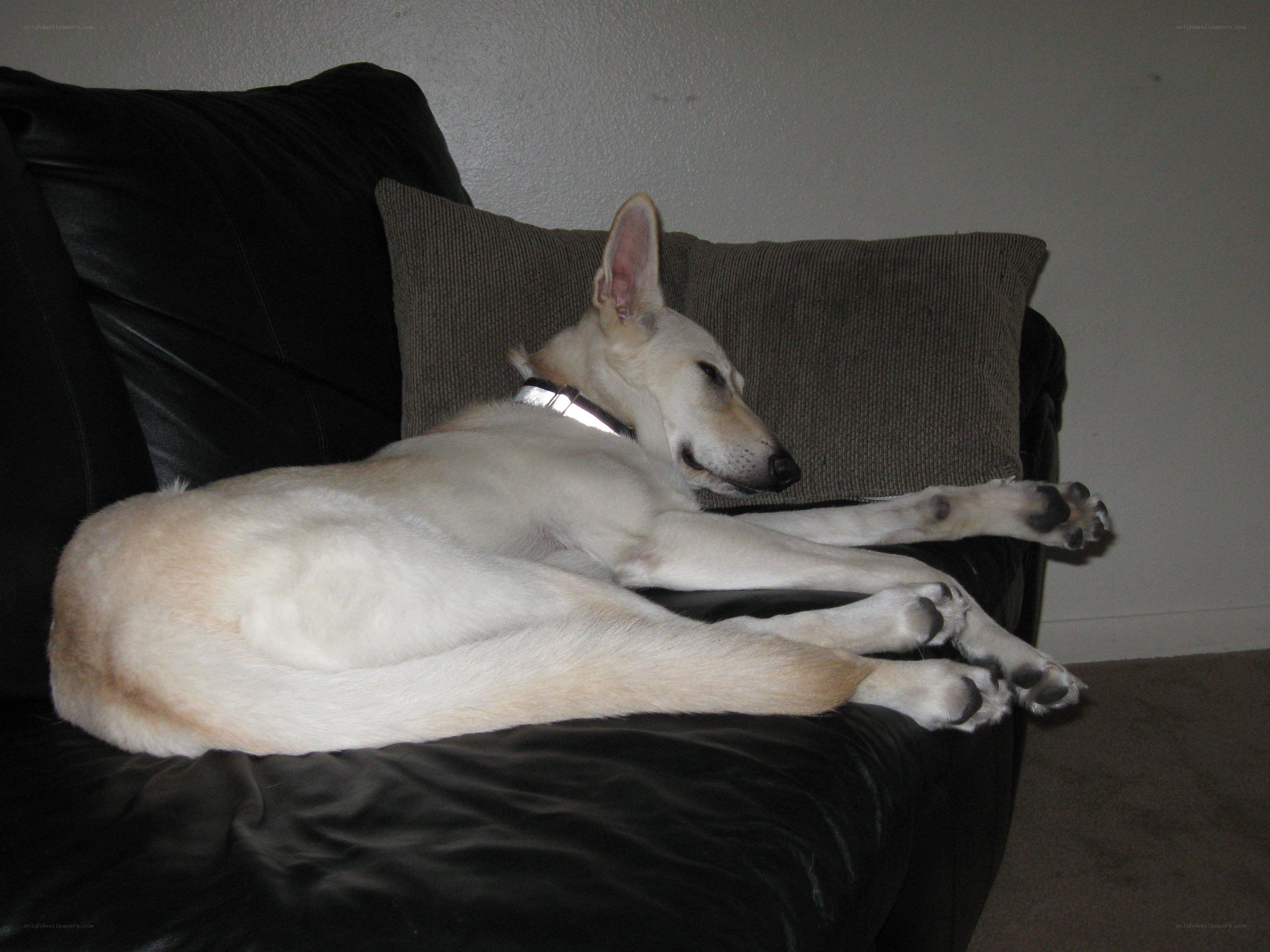 dog sleeping on couch