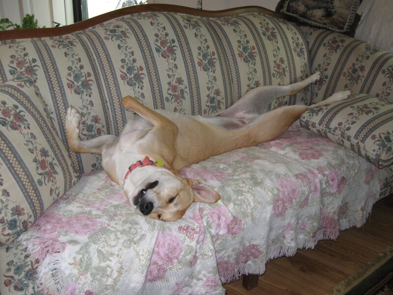 dog sleeping on couch
