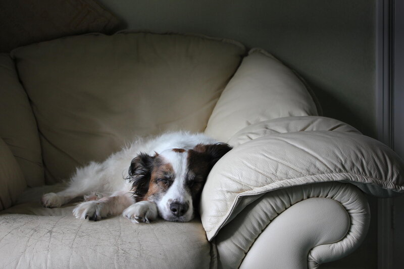 Dog Sleeping on Couch — Beige, Calm