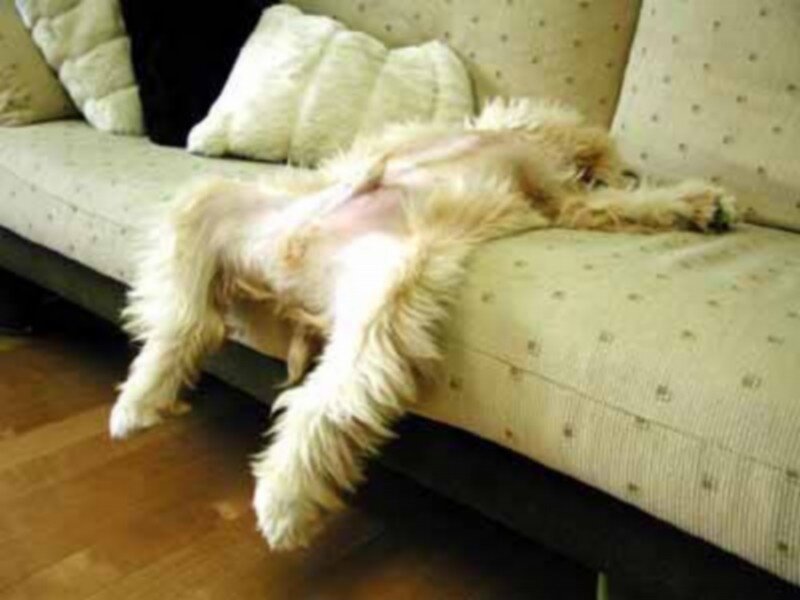 Dog Sleeping on Couch — Beige
