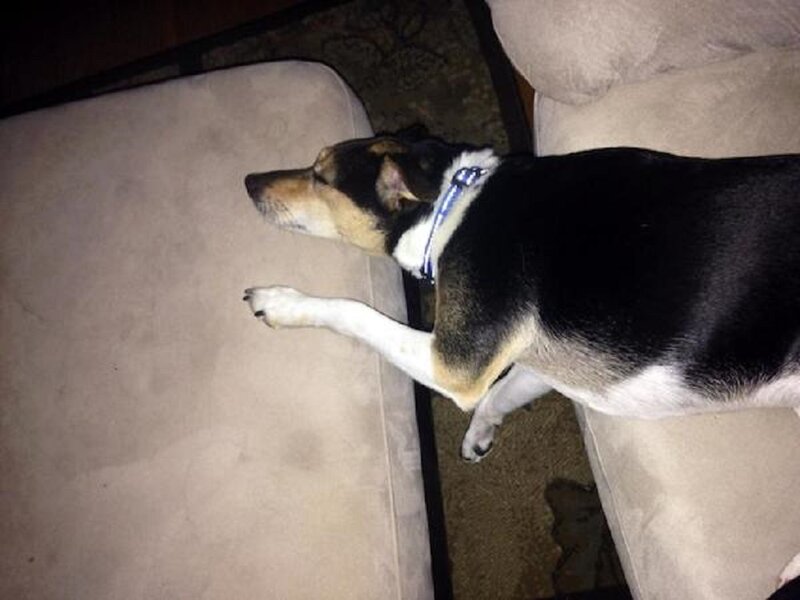 Dog Sleeping on Couch — Black