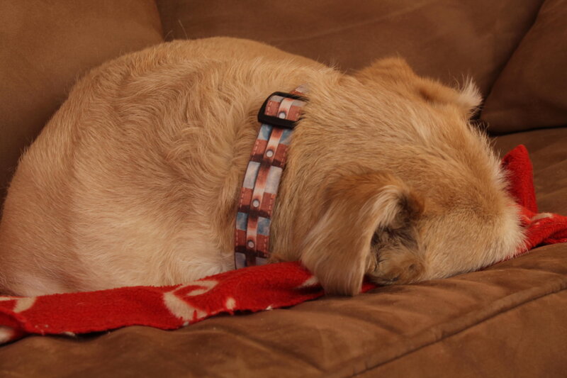 Dog Sleeping on Couch — Brown, Peaceful