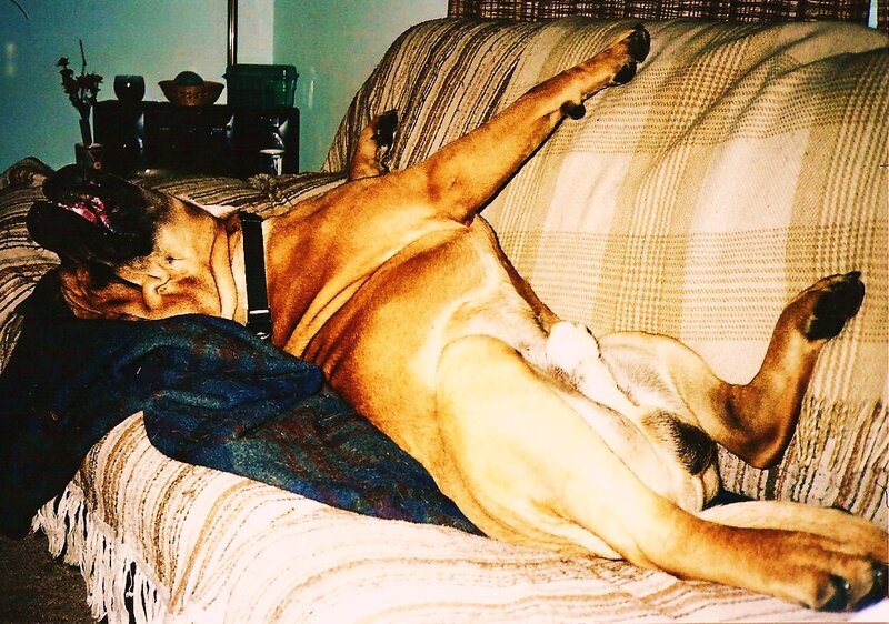 Dog Sleeping on Couch — Brown, Relaxed