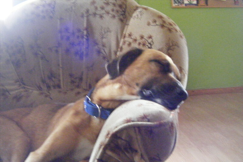 Dog Sleeping on Couch — Brown