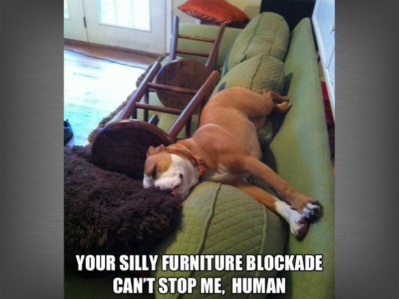 Dog Sleeping on Couch — Green