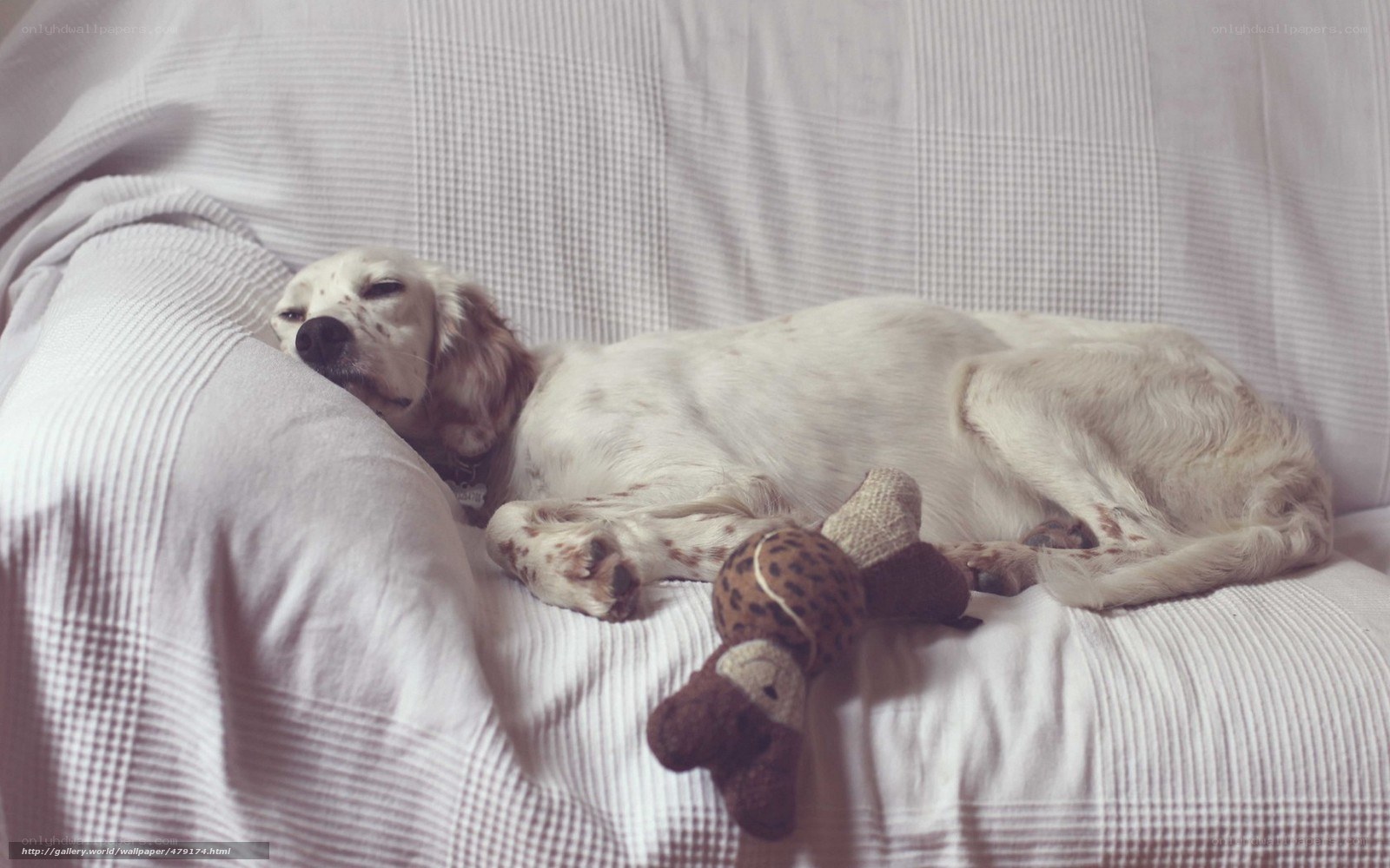 dog sleeping on couch