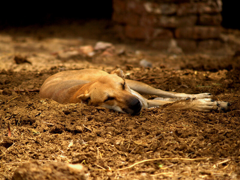Dog sleeping on dirt ground