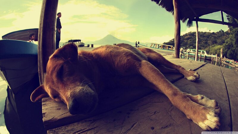 Dog Sleeping on Dock