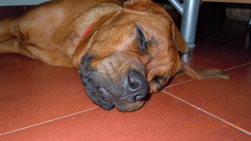 dog sleeping on floor