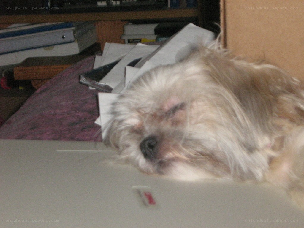 dog sleeping on laptop