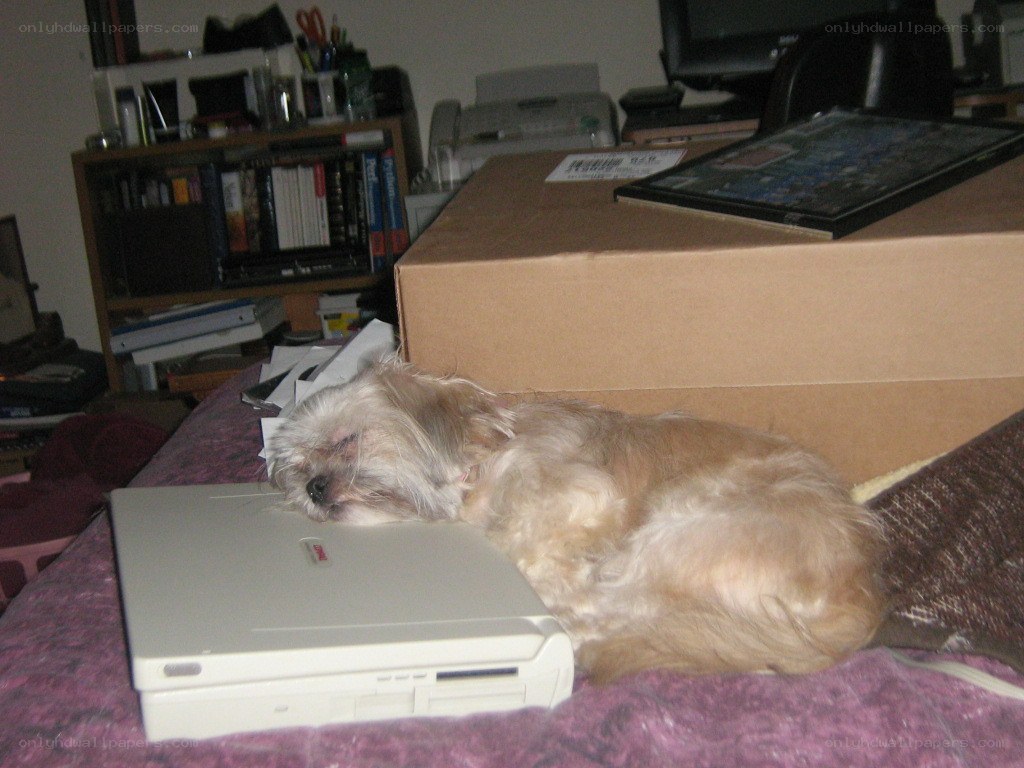 dog sleeping on laptop