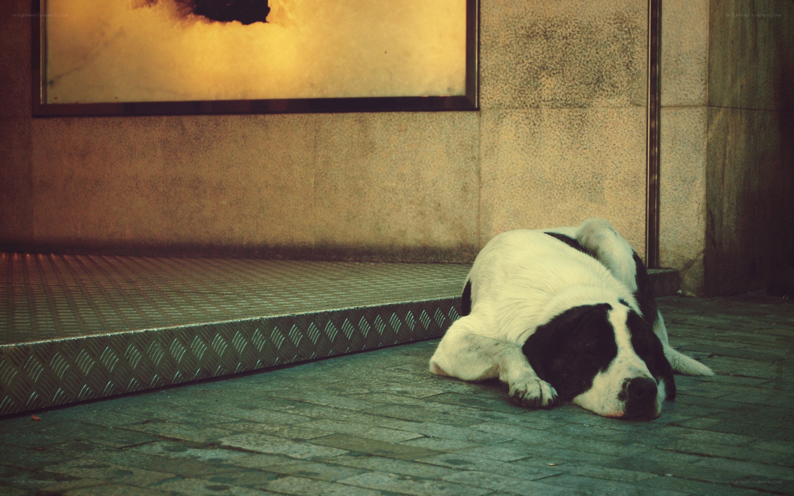 dog sleeping on pavement