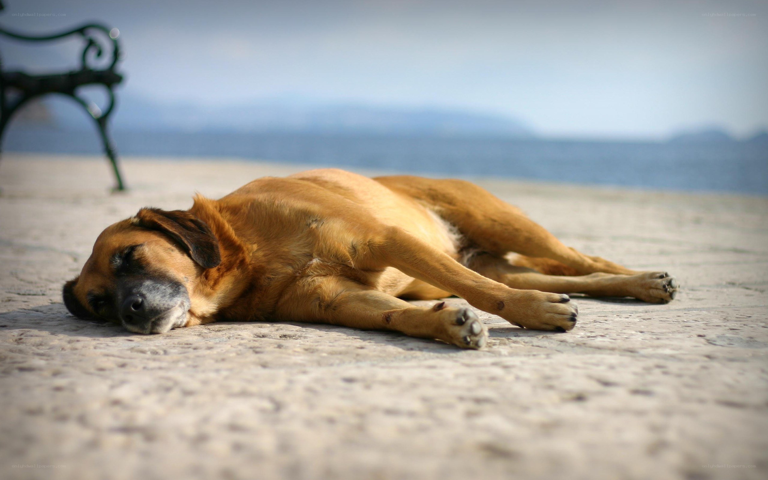 dog sleeping on pavement