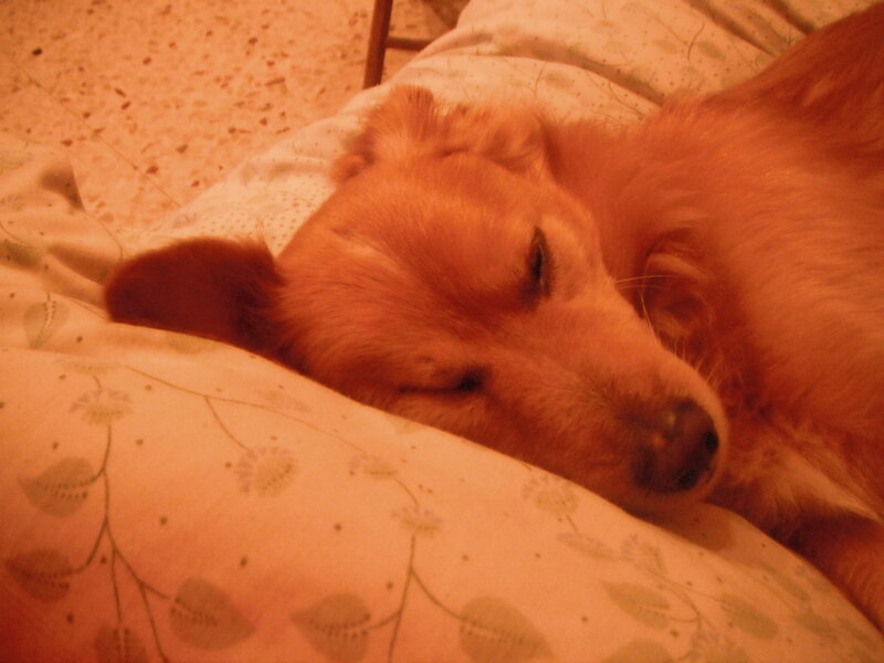 Dog Sleeping on Pillow — Orange