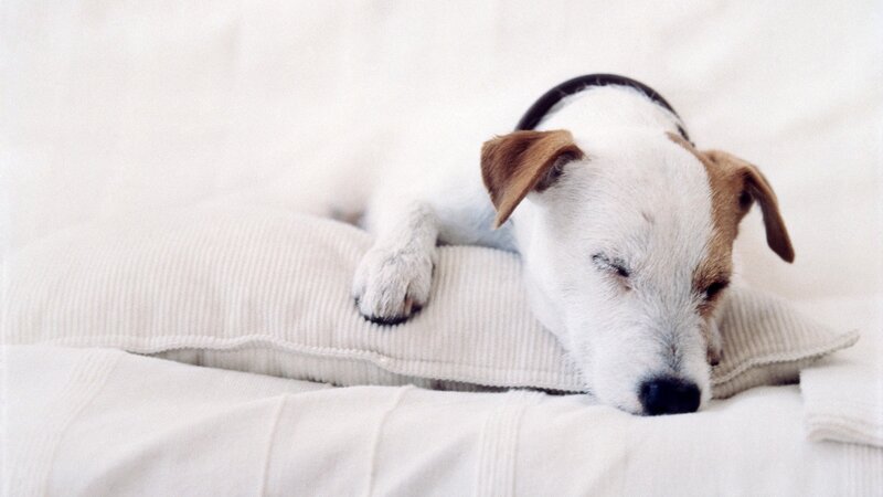 dog sleeping on pillow