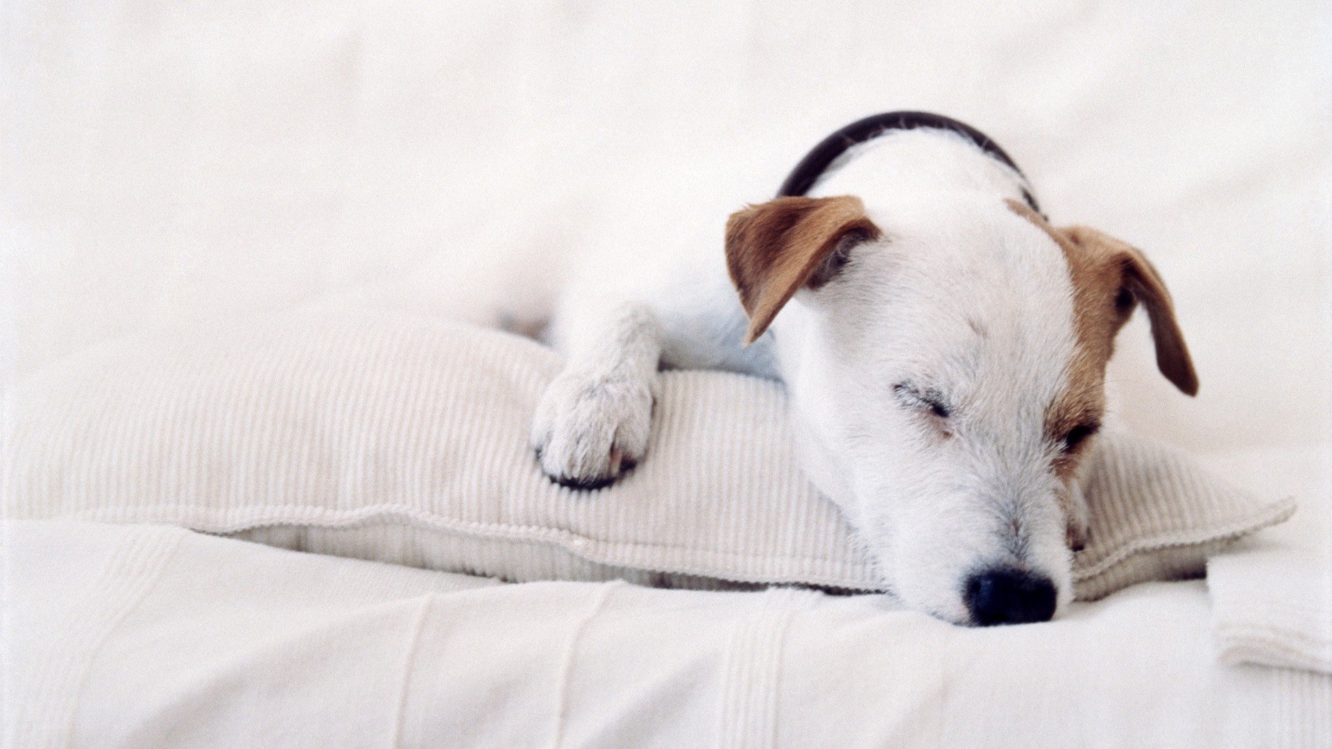dog sleeping on pillow