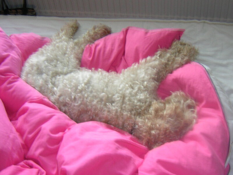 dog sleeping on pink blanket