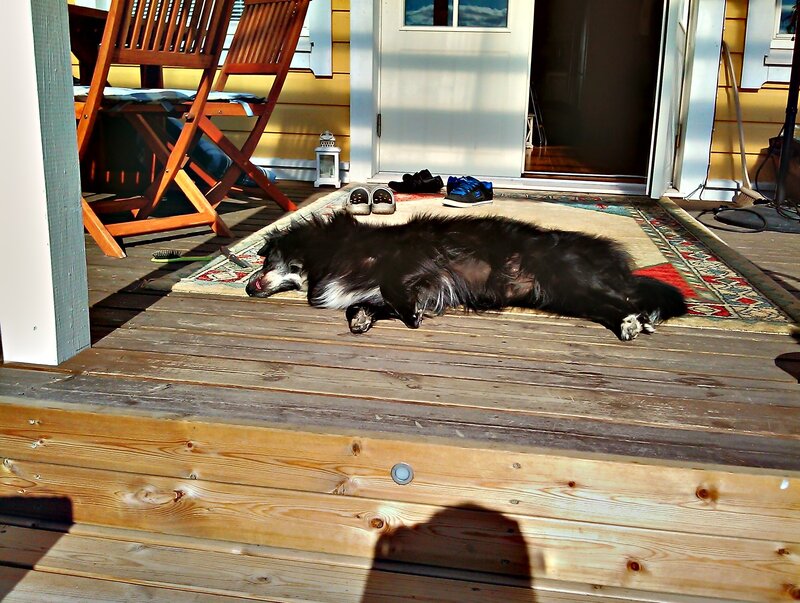 Dog sleeping on porch rug