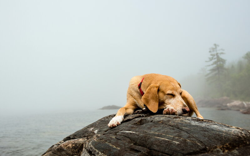 Dog Sleeping on Rock