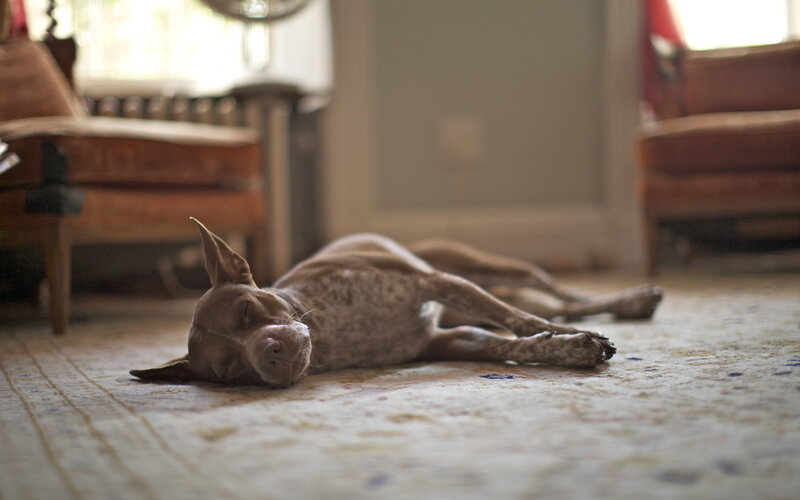 Dog Sleeping on Rug — Brown