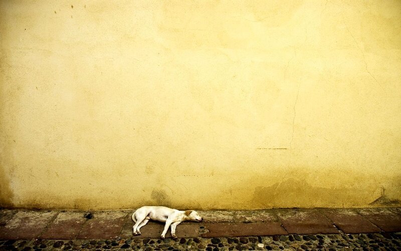 dog sleeping on sidewalk