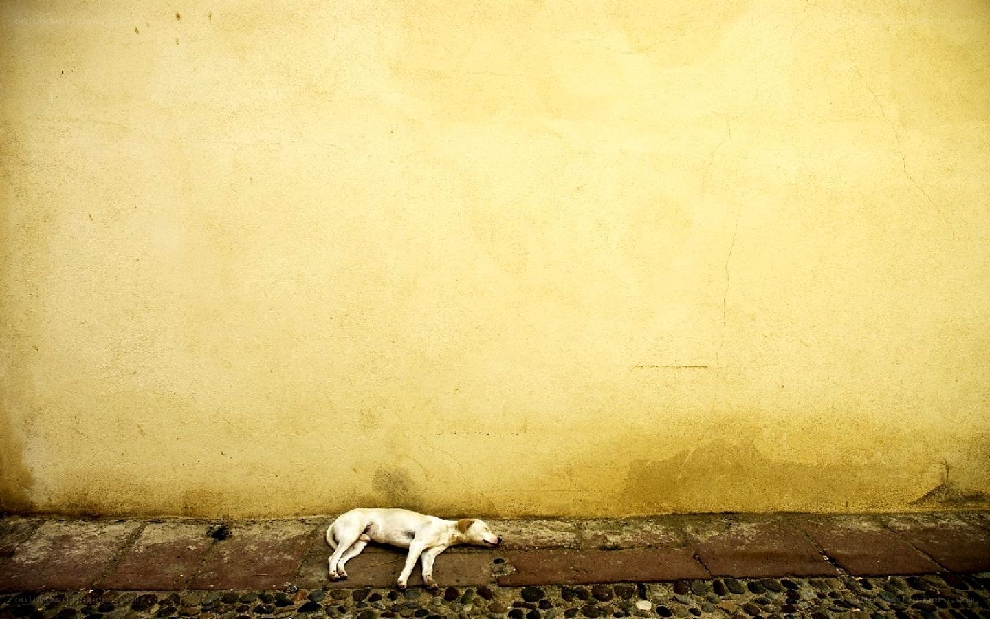 dog sleeping on sidewalk