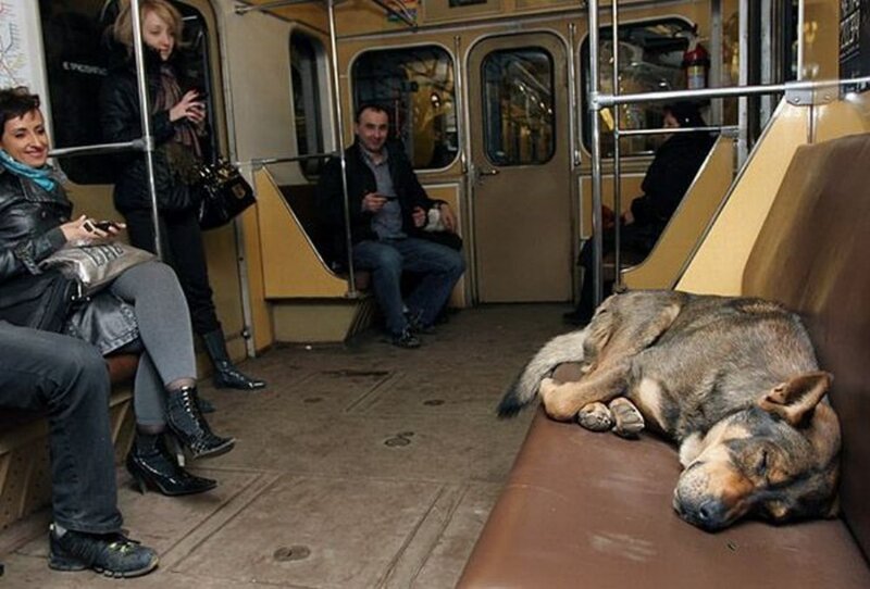 Dog sleeping on subway bench