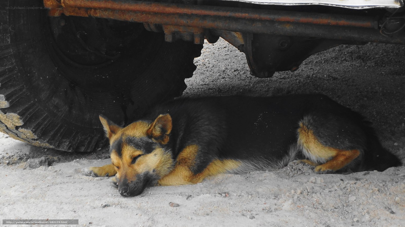 Dog sleeping under a vehicle