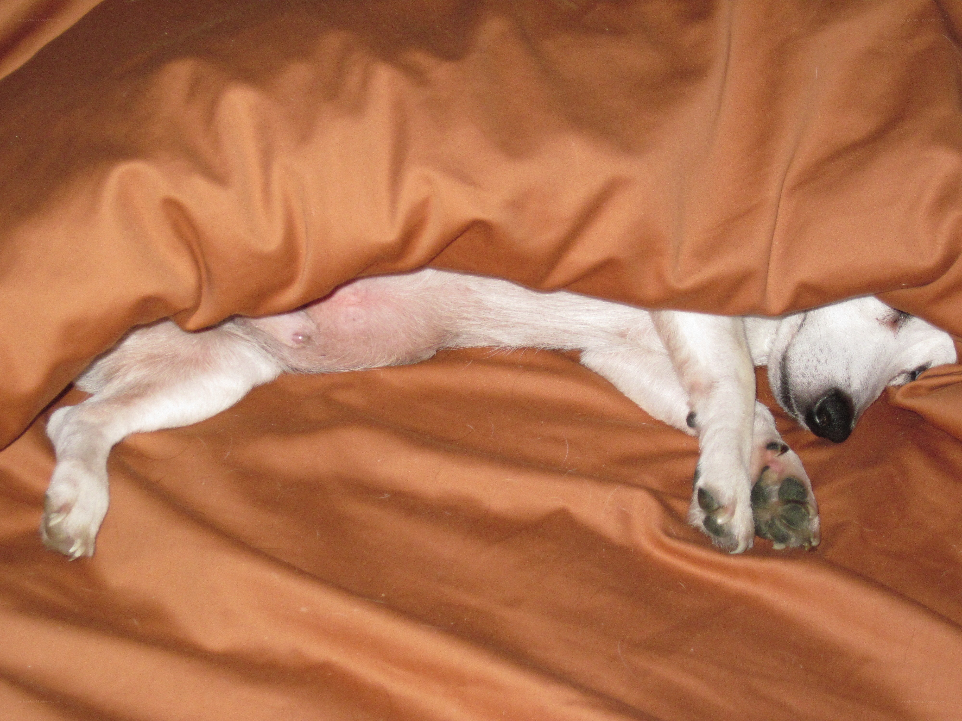 dog sleeping under blanket