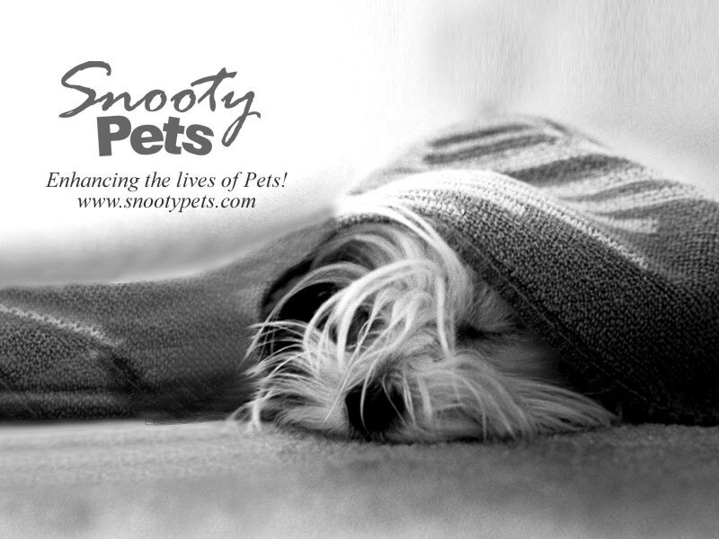 dog sleeping under blanket