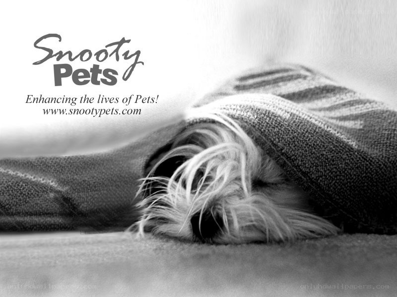 dog sleeping under blanket