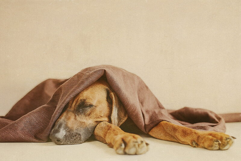Dog Sleeping under Blanket — Brown, Calm