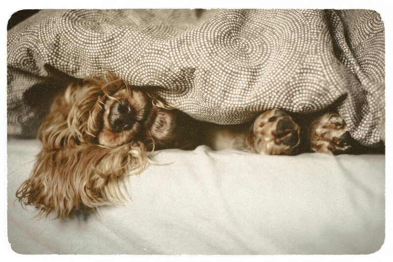 Dog Sleeping under Blanket — Brown