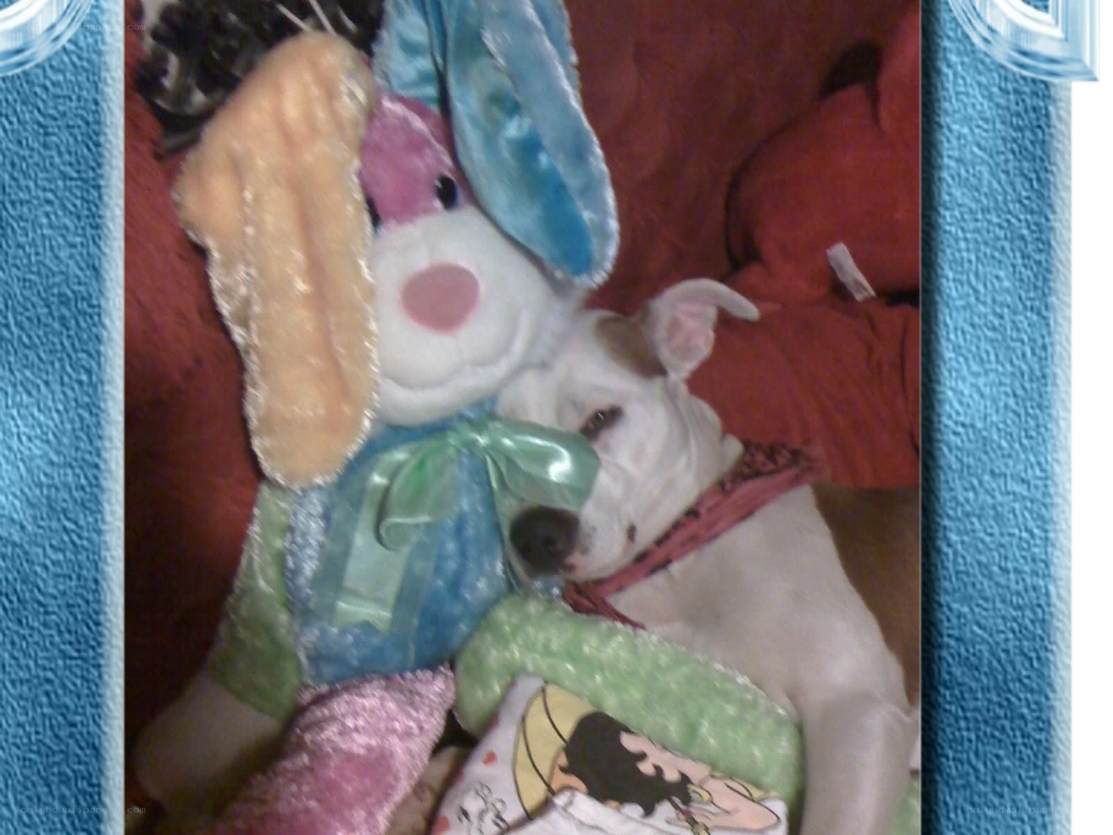 dog sleeping with stuffed animal