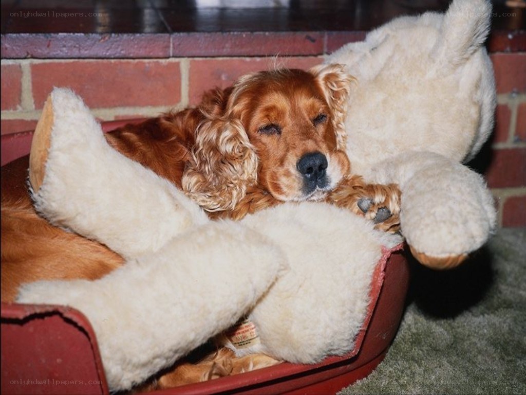 Dog sleeping with stuffed animal