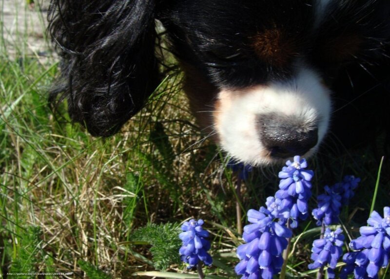 dog sniffing blue flowers