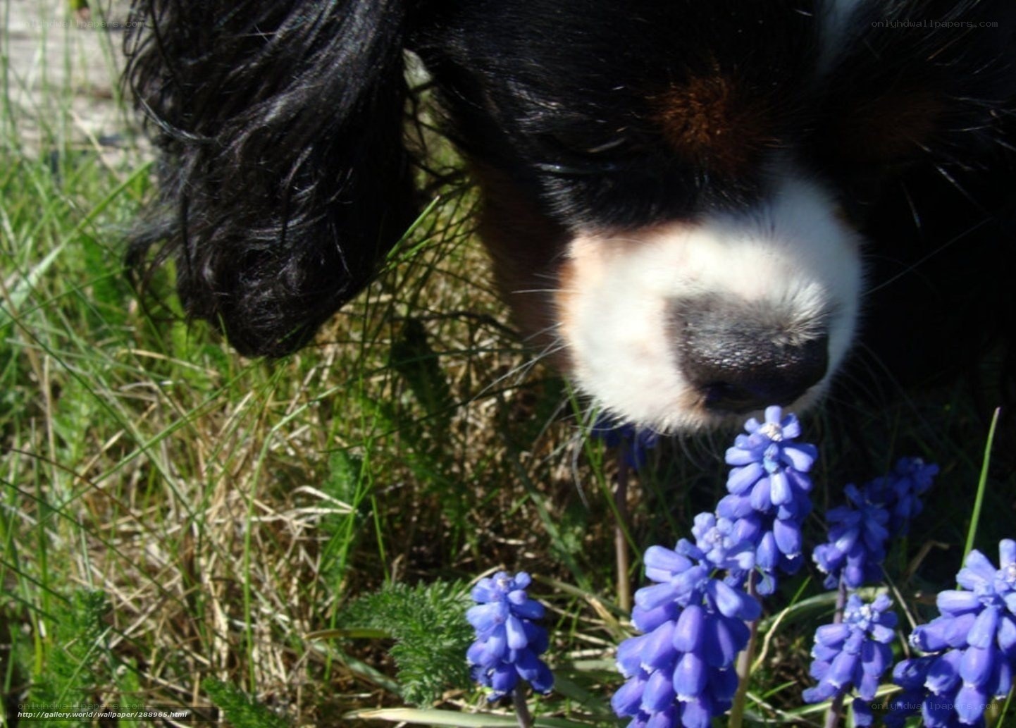 dog sniffing blue flowers