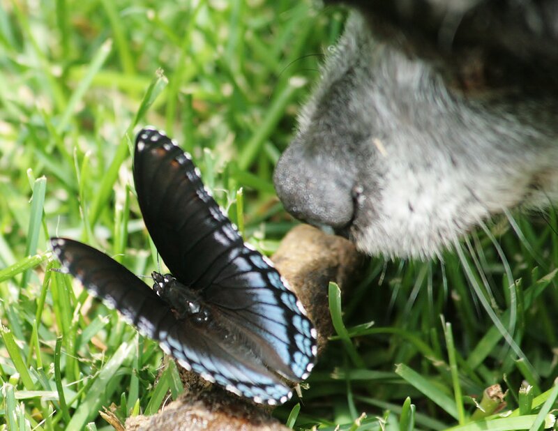 Dog Sniffing Butterfly